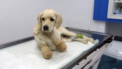 Patileri kesilen köpekle ilgili flaş gelişme