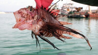 Akdeniz sahillerine yayıldı! Aslan balığı uyarısı…