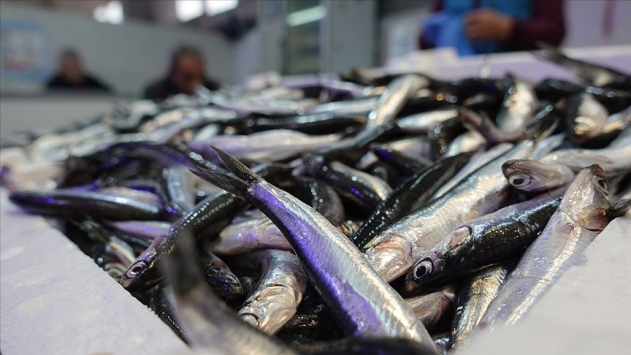 Palamut erken kaçtı, hamsi bereketli geldi Palamut erken kaçtı, hamsi bereketli geldi