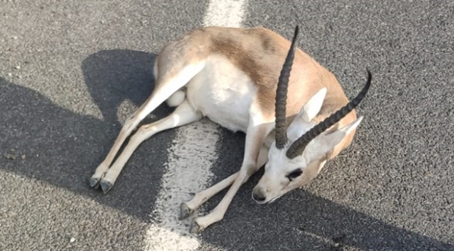 Otomobilin çarptığı ceylan ‘sır’ oldu