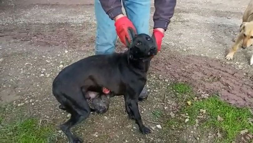 Sakarya’da mide bulandıran iddia