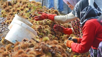 Kestane hasadı bitti şeker üretimi başladı