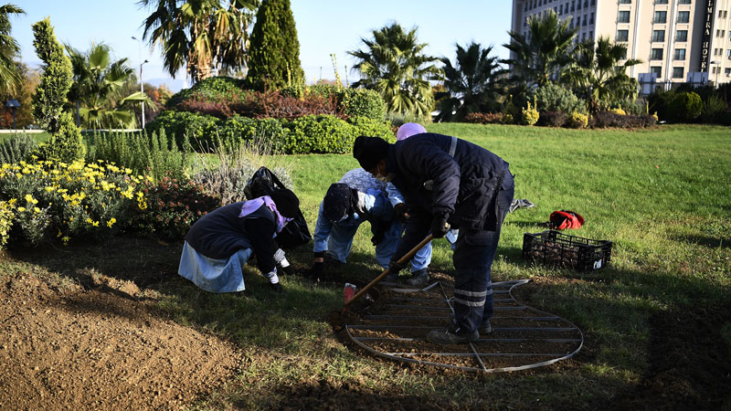Osmangazi’ye 220 bin kış çiçeği