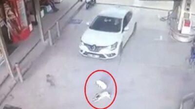 Bunun adı vicdansızlık! Yerde yatan köpekleri ezdi