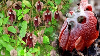 ‘Şeytan’ın parmağı ve dişi olarak adlandırılıyor!