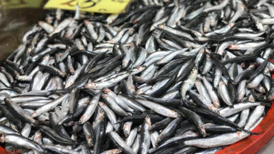 Hamsinin fiyatı yarı yarıya düştü