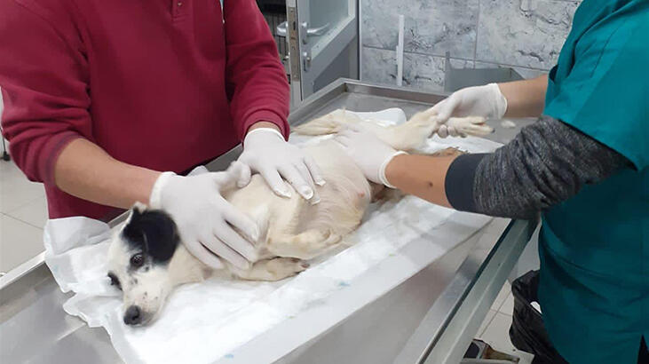 Otomobilin ezdiği köpeği Balıkesir Büyükşehir Belediyesi tedavi ediyor
