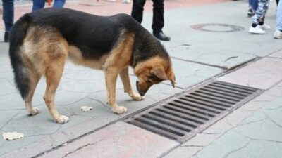 Mazgalı izleyen köpeğin sırrı ortaya çıktı