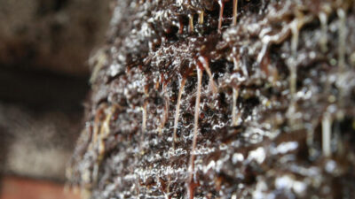 Tam 200 yıl ve dededen kaldı! Fiyatı çok yüksek…