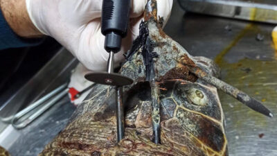 Antalya’da insanlık dışı görüntü! Bu halde bulundu