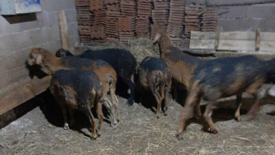 Ağılda çıkan yangında 70 koyun telef oldu