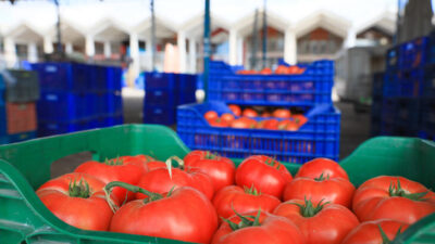 Domateste Rusya kotası doluyor