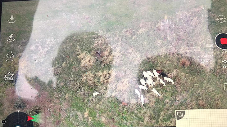Ormanda kaybolan koyunlar, drone yardımıyla bulundu Ormanda kaybolan koyunlar, drone yardımıyla bulundu