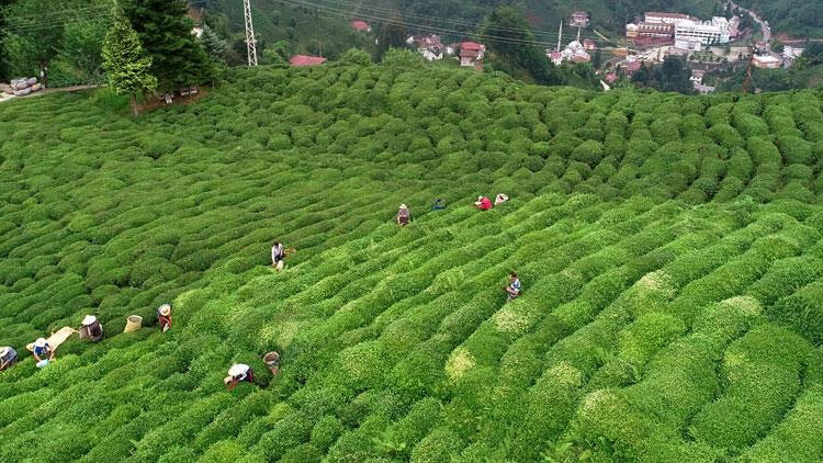 ÇAYKUR 600 mevsimlik işçi alacak