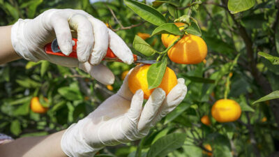 Her gün 5 mandalina yerseniz ne olur?