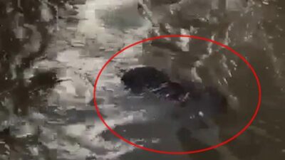 Kahreden görüntü! (Çekim yaparken tsunamiye kapılan babaannesini gördü)