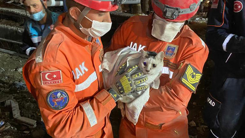 Enkaz altındaki kedi 76 saat sonra kurtarıldı