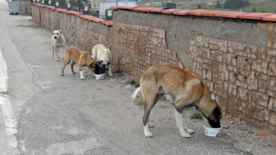 Osmangazi’de can dostlar sahipsiz değil