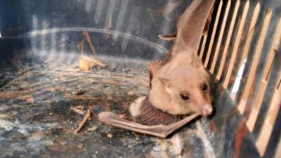 Brezilya’da yaşıyor… Türkiye’de görüldü!