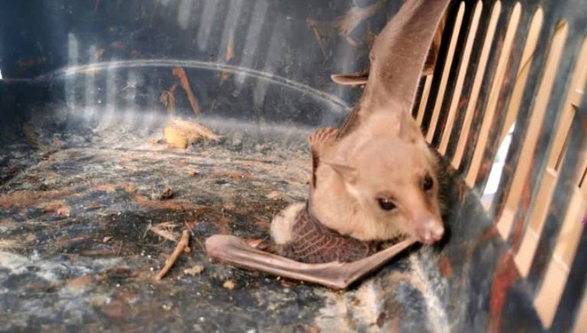 Brezilya’da yaşıyor… Türkiye’de görüldü!