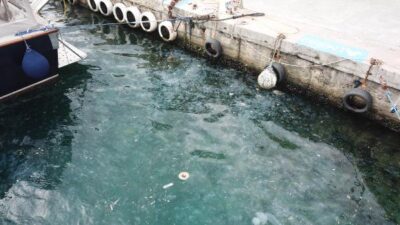 Boğaz’ı denizanaları bastı