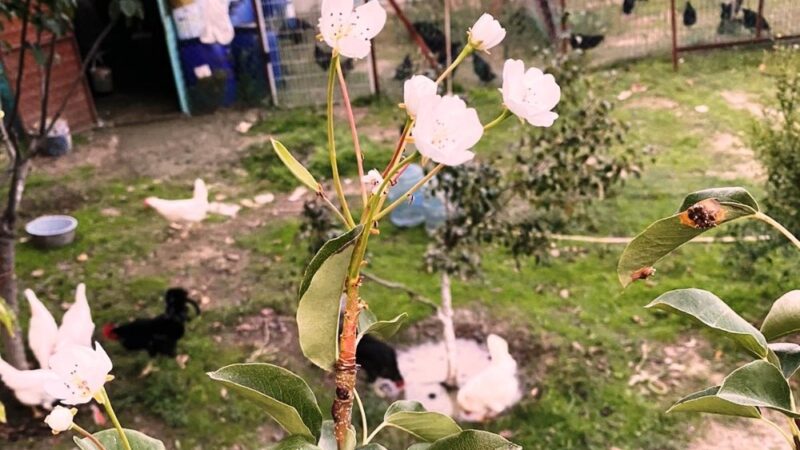 Bursa’da, bir armut ağacı kasım ayında çiçek açtı.