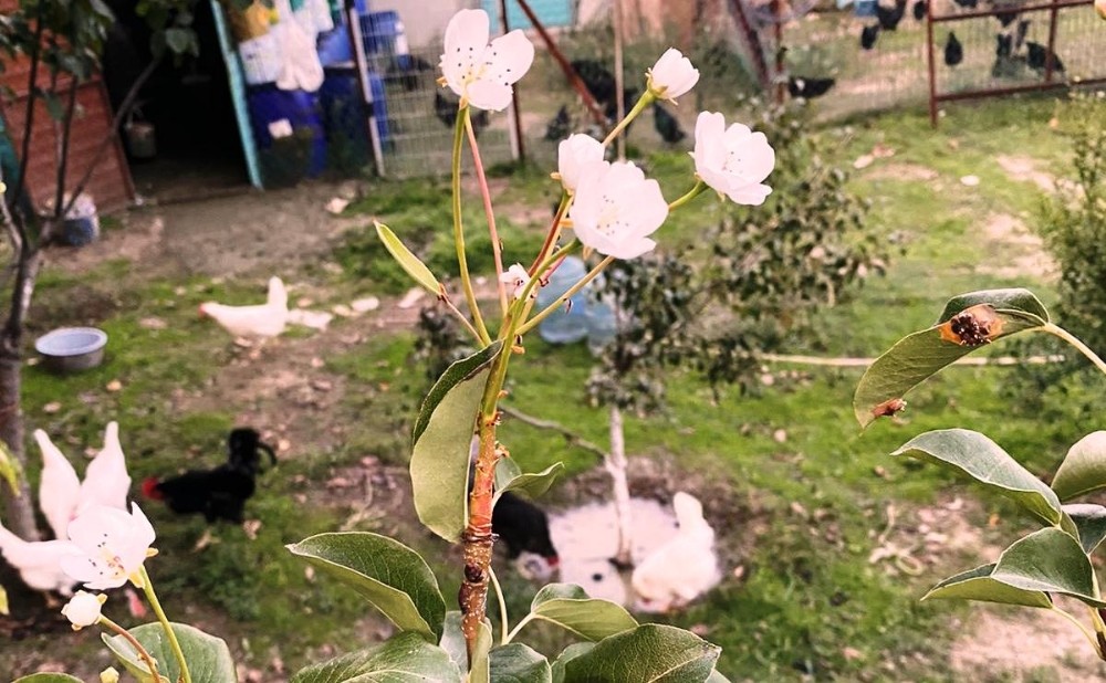 Yer: Bursa… Görenler şaşkın! Kasımda çiçek açtı