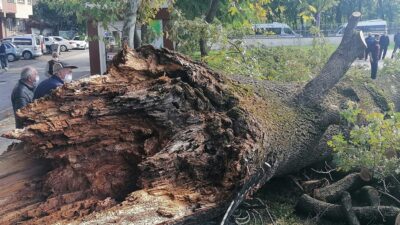 Asırlık anıt ağaç depreme dayanamadı