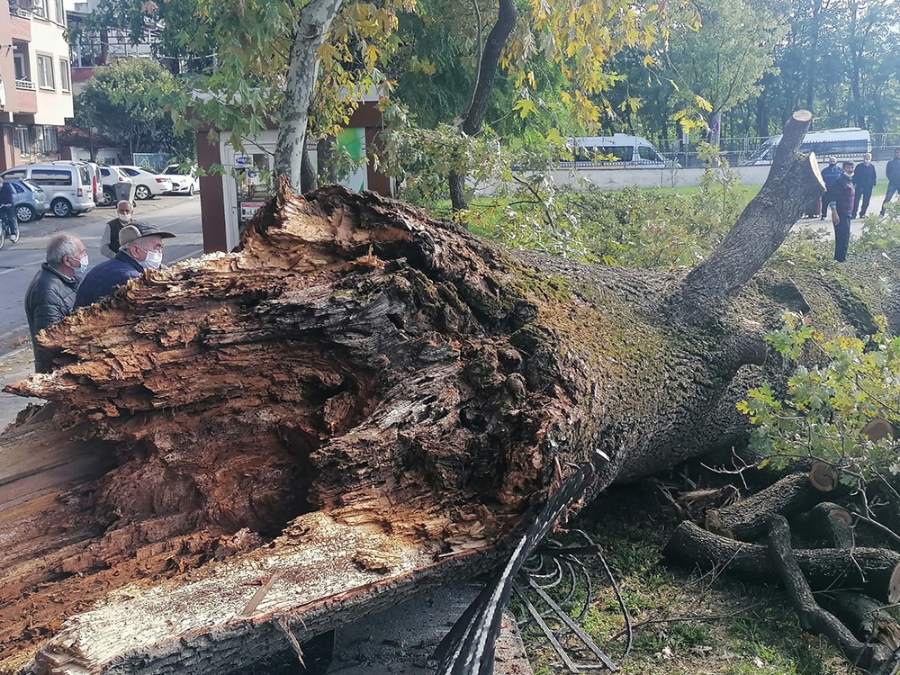 Asırlık anıt ağaç depreme dayanamadı