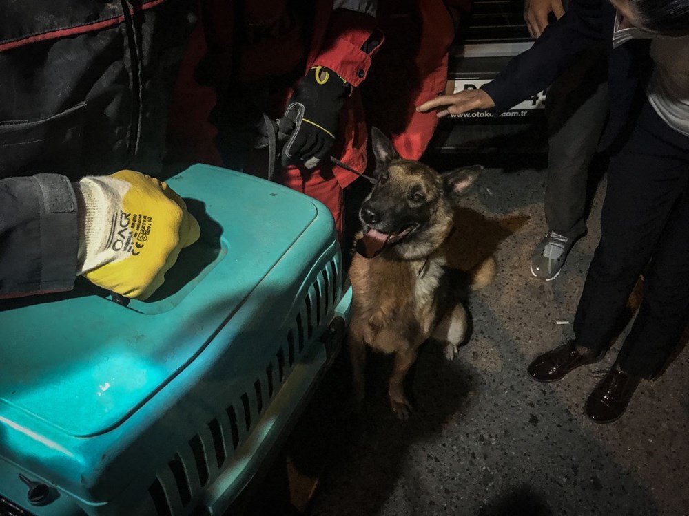 İzmir’de enkazda K-9 köpeği kediyi kurtardı