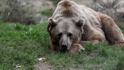 Bakım süper…71 ayıyı kış uykusu tutmadı