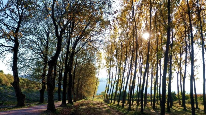 Bursa’nın Kestel İlçesindeki Çınarlı Yol sonbaharın gelmesiyle birlikte fotoğrafçıların uğrak