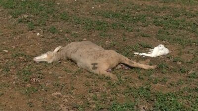 Bursa’da evine gidince gördükleri karşısında şoke oldu! 15 hayvan telef…