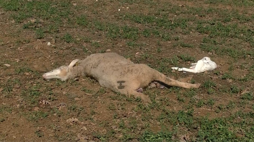 Bursa’da evine gidince gördükleri karşısında şoke oldu! 15 hayvan telef…