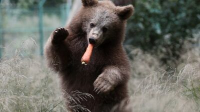 Bursa’daki yavru ayılara özel beslenme programı