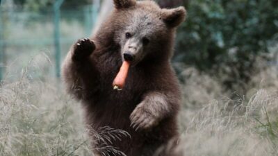Bursa’daki yavru ayılara özel beslenme programı