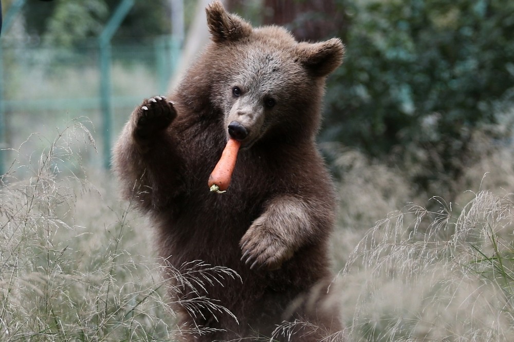 Bursa’daki yavru ayılara özel beslenme programı Bursa’daki yavru ayılara özel beslenme programı