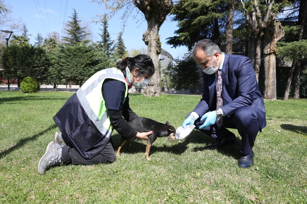 Büyükşehir’den can dostlarına modern yuva