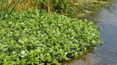 Koronavirüs ve gripten koruyor!
