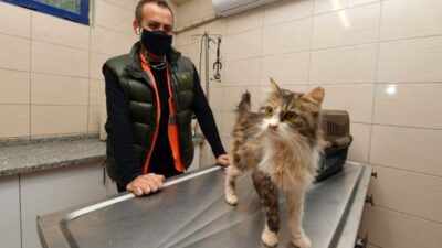 Ünlü şarkıcı İzmir depreminde 90 saat kurtarılan kediyi sahiplendi