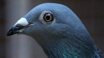 Fiyatıyla Ferrari’yi solladı!