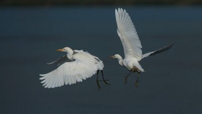 Gölyazı’nın güz misafirleri