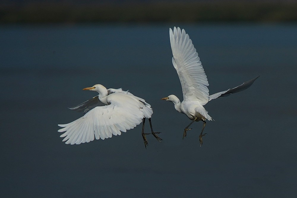Gölyazı’nın güz misafirleri Gölyazı’nın güz misafirleri