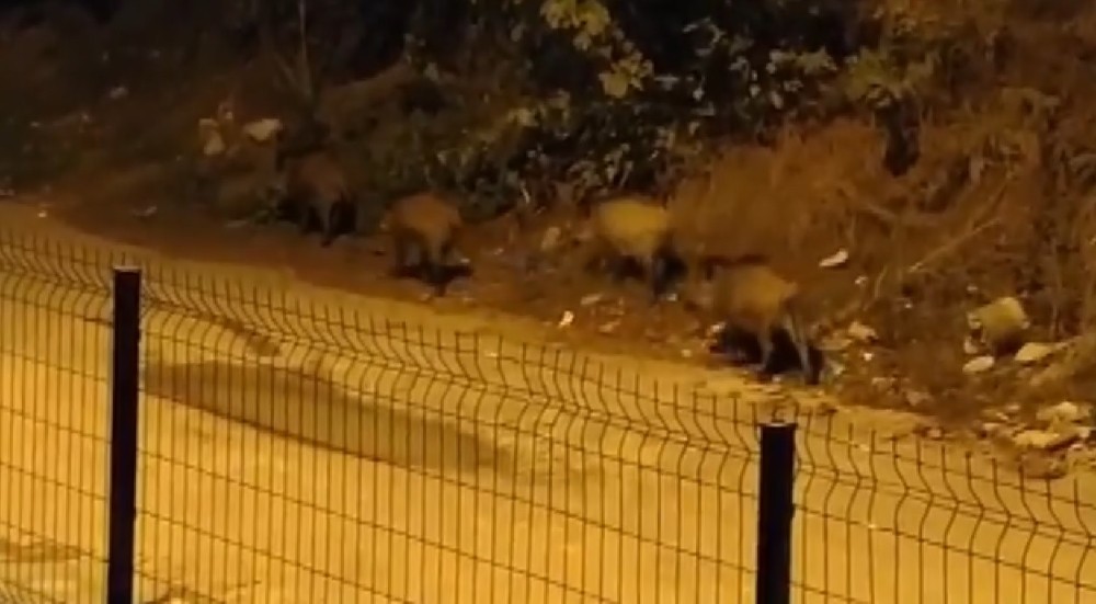 Bursa’da Mahalleyi domuzlar bastı