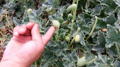 Suyunu buruna sıkarsanız…