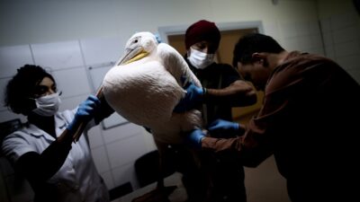 Yer: Bursa… Bu nasıl bir vahşet