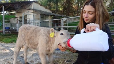 Bursa’daki bu buzağıyı görenler şaşkına dönüyor