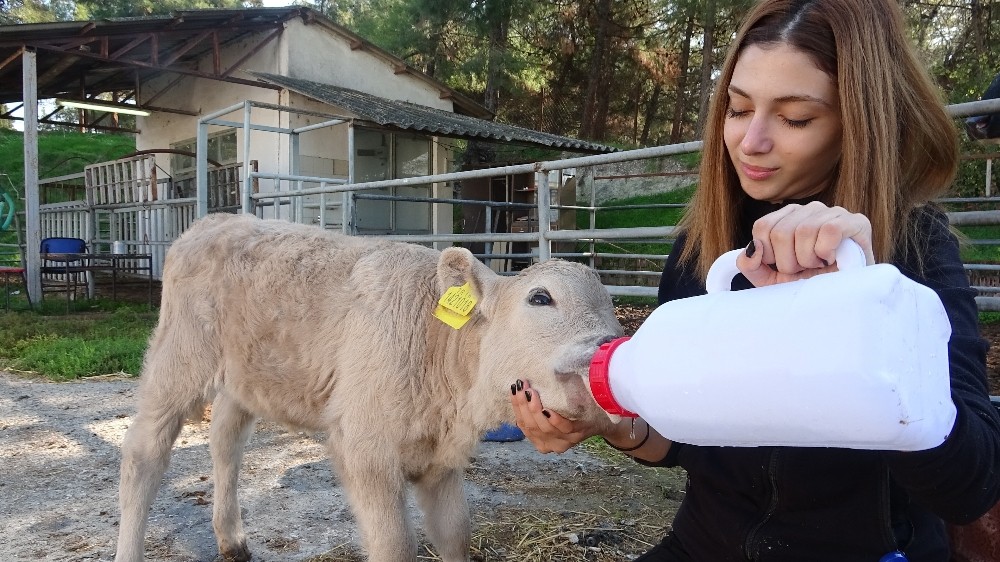 Bursa’daki bu buzağıyı görenler şaşkına dönüyor