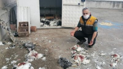 Pitbulların tavuk katliamı