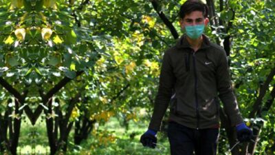 “Sarı altın” daha dalındayken satıldı!